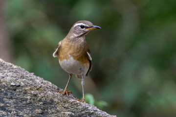 Eyebrowed Thrush bird with a brown top body Males have more gray color on their heads than females. The body is dark orange. Females have more white on the neck.