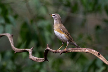 Eyebrowed Thrush bird with a brown top body Males have more gray color on their heads than females. The body is dark orange. Females have more white on the neck.