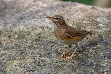 Eyebrowed Thrush bird with a brown top body Males have more gray color on their heads than females. The body is dark orange. Females have more white on the neck.