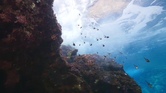 a lot of fish underwater mediterranean sea fish school of damsel in blue waters landscape