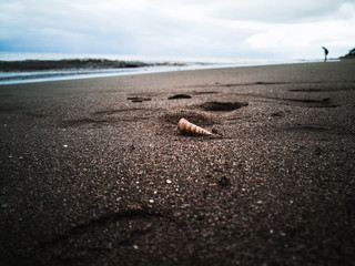 Snail and Beach