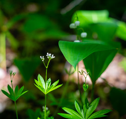 Bedstraw in the forest among fragrant lilies of the valley