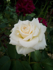 White rose in garden