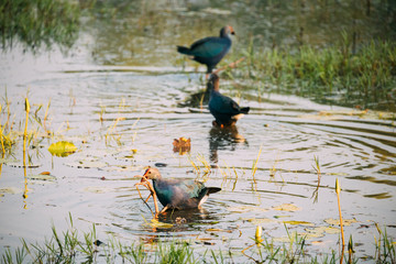 Goa, India. Three Grey-headed Swamphen Birds In Morning Looking For Food In Swamp. Porphyrio Poliocephalus