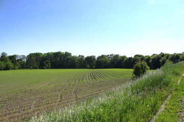 Fototapeta na wymiar Corn sprouts on the field in spring.
