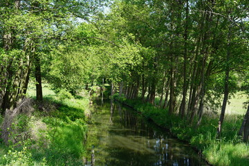 Sonnige, grüne Spreewaldlandschaft