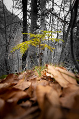 Little tree