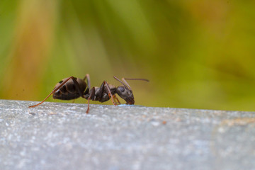 ant on a leaf