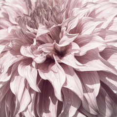 Stylized Dahlia Flower Close up