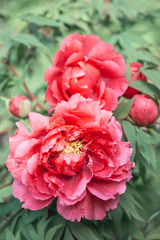 Pink Peony Flower Paeonia suffruticosa Close-up