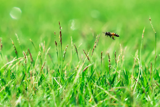 Wasp Flying Over Blades Of Grass