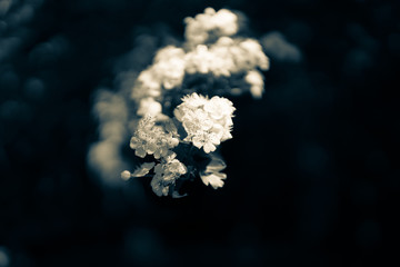 Blossom in the darkness