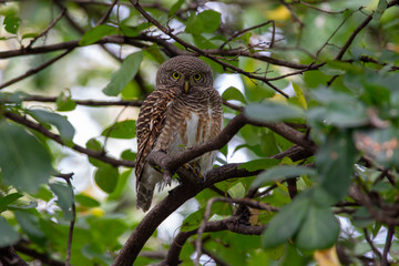 Asian Barred Owlet is a small bird. Owl There are brown patterns throughout the body. The underside of the body is white and has vertical white stripes drawn up to the chest area disorderly.