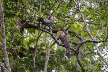 Austen's Brown Hornbill, round blue eyes, orange-yellow mouth, white neck, wings and dark brown back Two perched on the branch of the nest