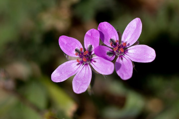 Fototapeta premium close up of violet flower