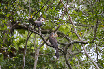 Austen's Brown Hornbill, round blue eyes, orange-yellow mouth, white neck, wings and dark brown back Two perched on the branch of the nest