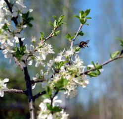 Close up view of big bumble bee pollinates a flowering plum tree on bright sunny spring day in the garden