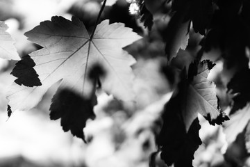 maple leaf in autumn