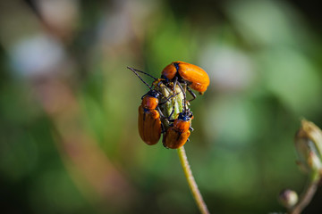 Insecte orange en réunion
