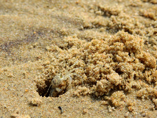 Ghost crab ( Ocypode ceratophthalmus ) dig a hole on the sand beach
