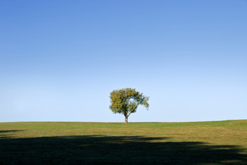 ein Baum steht isoliert auf einer Wiese 