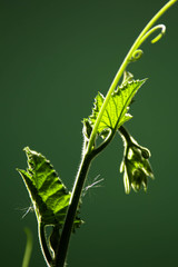 branch of pumpkin leaf isolated