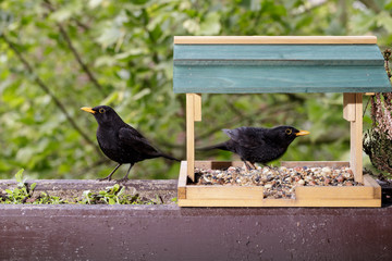 Two blackbirds at the wooden feeder in the garden on a spring day.