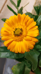 yellow flower in the garden