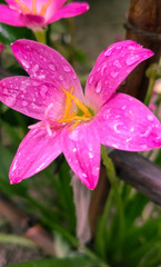 pink flower with water drops