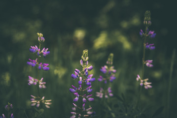 Vibrant purple blooming spring wildflowers