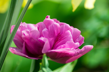 Fototapeta premium Closeup photo of a beautiful lilac flower on the side