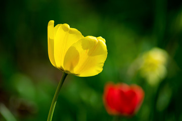 Fototapeta premium Photo of a beautiful yellow flower on the side, illuminated by the bright sun
