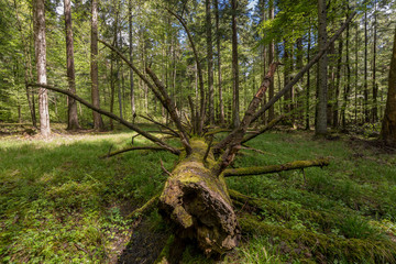 Large diameter old fallen fir as large scale dead wood in natural spring Carpathian forest