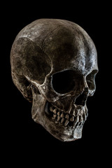 Skull
