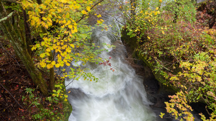 Refreshing scene of flowing stream with colorful maple trees for background with copy space , Nikko