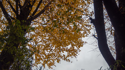Dramatic scene of yellow autumn tree on cloudy sky background with copy space