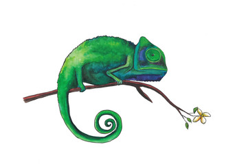 green chameleon sitting on a jasmine branch