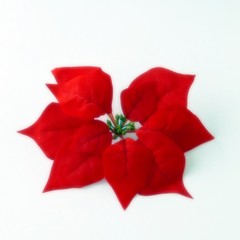 Euphorbia pulcherrima isolata su sfondo bianco