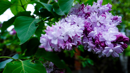lilac flowers in the garden