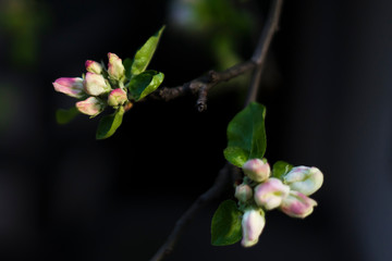 apple tree blossom
