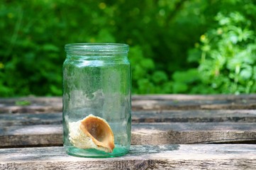 A shell in a glass jar.