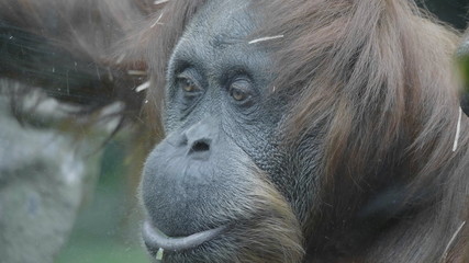 Lowland orangutan on the epic pose of solving his problems © Arrows