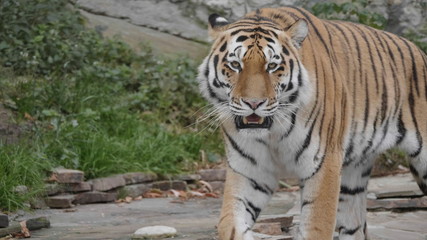 The Amur tiger is the graceful gait of the taiga