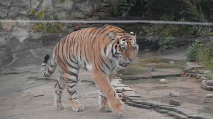 The Amur tiger is the graceful gait of the taiga