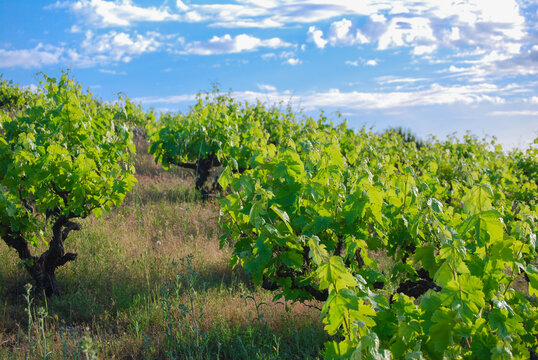 Vinyes. Vi&ntilde;edos. Vineyards. Martorelles. Barcelona. April 2020. D.O. Alella.