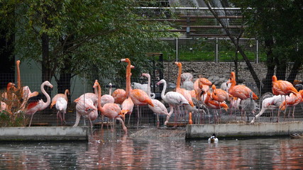 Obraz premium Flock of Greater Flamingo, nice pink big bird, standing in the water