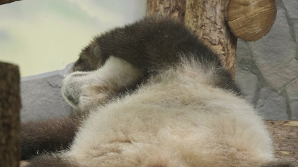 The panda is sleeping belly up with its paw on its head