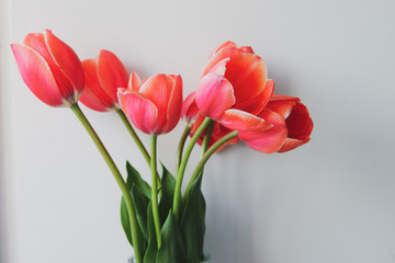 red tulips in vase