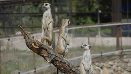 Fototapeta na wymiar Meerkat or suricate is a small carnivoran belonging to the mongoose family