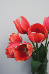 red tulips on white background